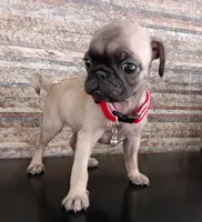 Eve, a female Pug for sale in Chula Vista, CA – 2 of 4