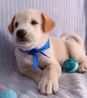Toby, a male Golden Retriever and Labrador Retriever for sale in Chula Vista, CA – 1 of 8
