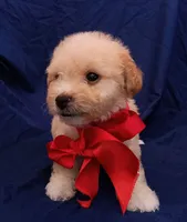 Tedsy, a male Maltipoo for sale in Chula Vista, CA – 2 of 10