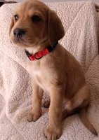 Lola , a female Labrador Retriever for sale in Chula Vista, CA – 4 of 5