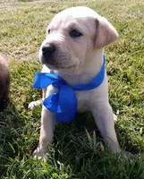 Kk, a male Labrador Retriever for sale in Chula Vista, CA – 2 of 5