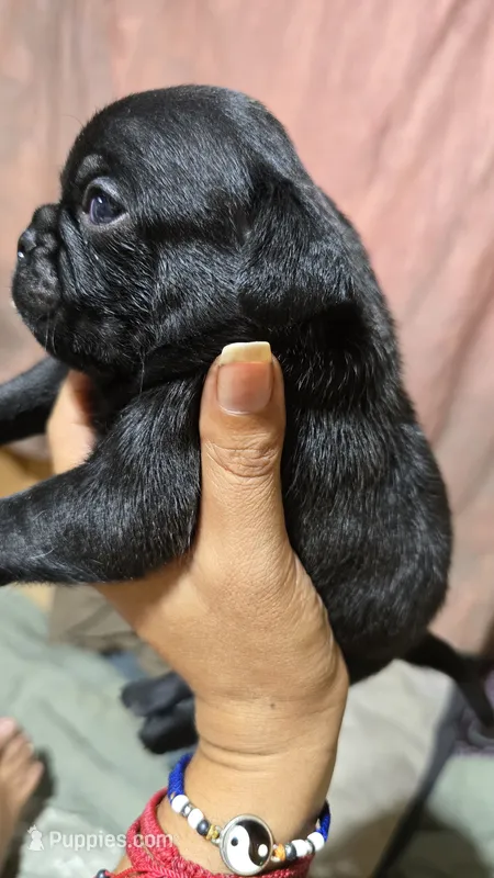 Blacky – Pug puppy for sale in Chula Vista, CA