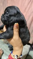 Blacky, a male Pug for sale in Chula Vista, CA – 1 of 3