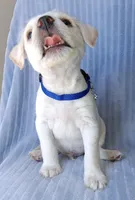 Maxxy, a male Labrador Retriever and Miniature Labradoodle for sale in Chula Vista, CA – Photo 2 of 6