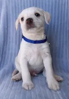 Maxxy, a male Labrador Retriever and Miniature Labradoodle for sale in Chula Vista, CA – Photo 3 of 6