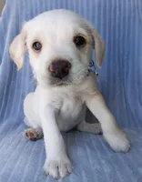Maxxy, a male Labrador Retriever and Miniature Labradoodle for sale in Chula Vista, CA – Photo 5 of 6