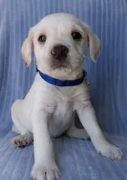 Maxxy, a male Labrador Retriever and Miniature Labradoodle for sale in Chula Vista, CA – Photo 1 of 6