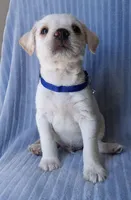 Maxxy, a male Labrador Retriever and Miniature Labradoodle for sale in Chula Vista, CA – Photo 4 of 6