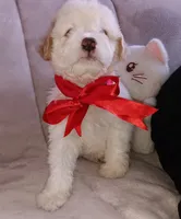 Teddy, a male Maltipoo for sale in Chula Vista, CA – 5 of 10