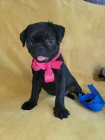 Happy, a female Pug for sale in Chula Vista, CA – 5 of 10