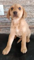 Lola, a female Labrador Retriever for sale in Chula Vista, CA – 3 of 8