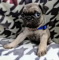 Pugsie, a male Pug for sale in Chula Vista, CA – Photo 1 of 5