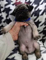 Pugsie, a male Pug for sale in Chula Vista, CA – Photo 5 of 5