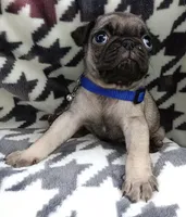 Pugsie, a male Pug for sale in Chula Vista, CA – Photo 4 of 5