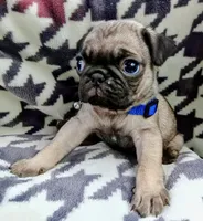 Pugsie, a male Pug for sale in Chula Vista, CA – Photo 2 of 5