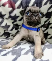 Pugsie, a male Pug for sale in Chula Vista, CA – Photo 3 of 5