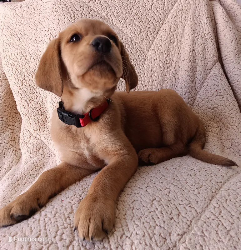 Lola  – Labrador Retriever puppy for sale in Chula Vista, CA