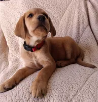 Lola , a female Labrador Retriever for sale in Chula Vista, CA – 1 of 5
