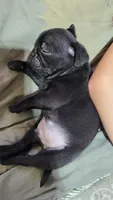 Blacky, a male Pug for sale in Chula Vista, CA – 2 of 3