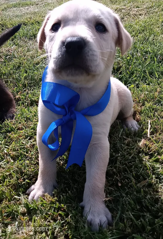 Kk, a male Labrador Retriever for sale in Chula Vista, CA – 1 of 5