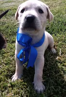 Kk, a male Labrador Retriever for sale in Chula Vista, CA – 1 of 5