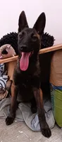 Lucy , a female Belgian Malinois for sale in Chula Vista, CA – 3 of 6