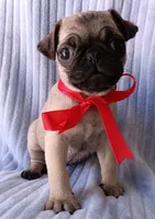 Ziva, a female Pug for sale in Chula Vista, CA – 4 of 9