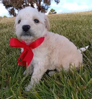 M, a female Maltese and Poodle - Miniature  for sale in Chula Vista, CA – Photo 6 of 6