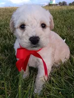 M, a female Maltese and Poodle - Miniature  for sale in Chula Vista, CA – Photo 3 of 6