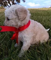 M, a female Maltese and Poodle - Miniature  for sale in Chula Vista, CA – Photo 5 of 6