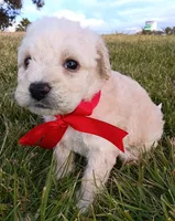 M, a female Maltese and Poodle - Miniature  for sale in Chula Vista, CA – Photo 2 of 6