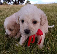 M, a female Maltese and Poodle - Miniature  for sale in Chula Vista, CA – Photo 1 of 6
