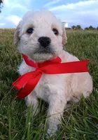 M, a female Maltese and Poodle - Miniature  for sale in Chula Vista, CA – Photo 4 of 6