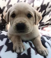 Lola, a female Labrador Retriever for sale in Chula Vista, CA – 2 of 2