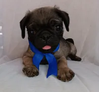 Mosho , a female Pug for sale in Chula Vista, CA – 8 of 9
