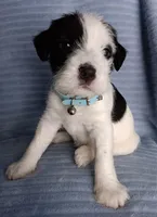 Panda, a female Miniature Schnauzer for sale in Chula Vista, CA – Photo 4 of 10