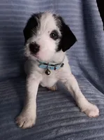 Panda, a female Miniature Schnauzer for sale in Chula Vista, CA – Photo 9 of 10