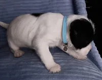 Panda, a female Miniature Schnauzer for sale in Chula Vista, CA – Photo 5 of 10