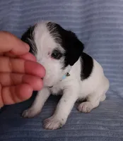 Panda, a female Miniature Schnauzer for sale in Chula Vista, CA – Photo 3 of 10