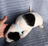 Panda, a female Miniature Schnauzer for sale in Chula Vista, CA – Photo 10 of 10