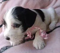 Panda, a female Miniature Schnauzer for sale in Chula Vista, CA – Photo 6 of 10