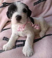 Panda, a female Miniature Schnauzer for sale in Chula Vista, CA – Photo 8 of 10