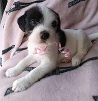 Panda, a female Miniature Schnauzer for sale in Chula Vista, CA – Photo 2 of 10