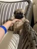 Brownie , a male Shih Tzu for sale in Houston, TX – Photo 3 of 3