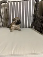 Brownie , a male Shih Tzu for sale in Houston, TX – Photo 1 of 3