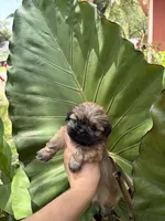 Cooper, a male Shih Tzu for sale in Houston, TX – 3 of 3