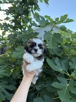 Star , a female Shih Tzu for sale in Houston, TX – 3 of 3