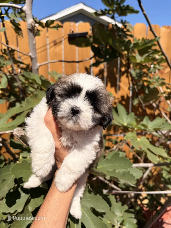 Snow  – Shih Tzu puppy for sale in Houston, TX