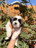 Snow , a female Shih Tzu for sale in Houston, TX – 1 of 2
