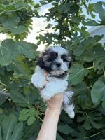 Star , a female Shih Tzu for sale in Houston, TX – 2 of 3